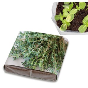 Pop-up planting set - Thyme