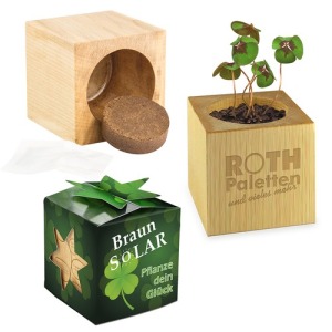 Mini wooden cube pot with four-leaf clover bulbs in Star-Box - without laser engraving