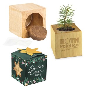 Maxi Christmas wooden cube pot in star-box - Spruce