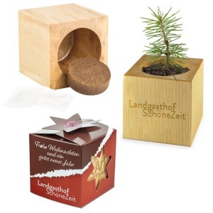 Mini wood cube pot with spruce seeds in Star-Box - Spruce
