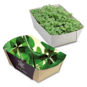 Bamboo Paper Planter - Four Leaf Clover Bulbs