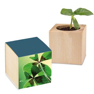 Pot Cube - Four Leaf Clover Bulbs