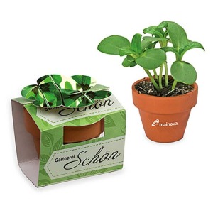 Mini pot terre cuite en fourreau fleur - Bulbes de trèfle à 4 feuilles