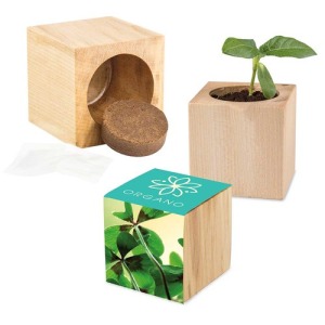 Maxi wooden cube pot - Four-leaf clover seeds