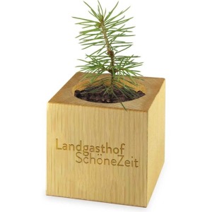 Maxi wooden Christmas cube pot - Spruce - Spruce