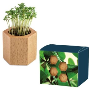 Pot cube Hexagon avec graines - Bulbes de trèfle à 4 feuilles 