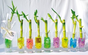 Chinese cane in individual vase