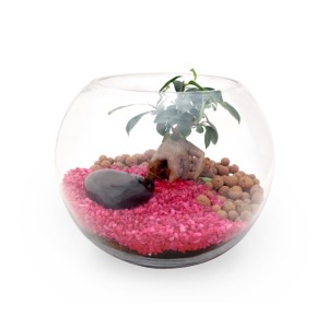 Terrarium set large 19cm - ficus ginseng