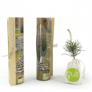 Personalised pine seedling