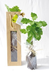 Tree plant in kraft bag - Prestige