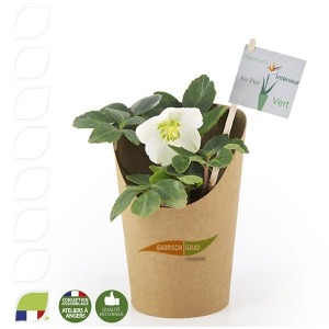 Christmas rose in a pot