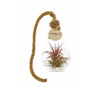 Tillandsia in phial