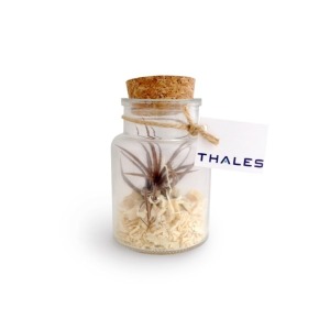 Tillandsia in bottle 11cm