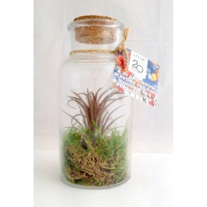 Tillandsia in bottle 16cm