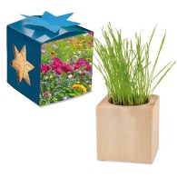 Maxi wooden pot cube in star-box - Mixed summer flowers