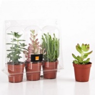 3 succulent plants in a greenhouse