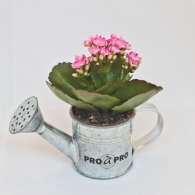 Zinc watering can with mini flowering plant