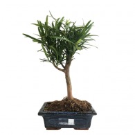 Bonsai - Buddhist Pine