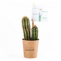 Cactus in cardboard cup
