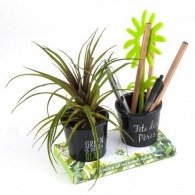 Duo of pencil pots with fat plant
