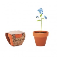 FORGET ME NOT - Pot of forget-me-not seeds