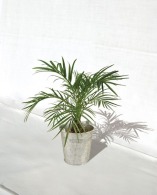 Large potted decorative plant