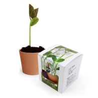 Planting kit with engraved seeds