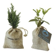 Mini tree seedling in a bag: olive, fir, boxwood