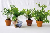 Mini depolluting plant in terracotta pot