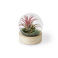 Mini globe terrarium with wooden base