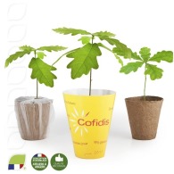 Oak seedling in biodegradable pot