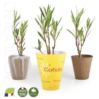Small rose laurel plant in a biodegradable pot