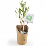 Small oleander plant in kraft pot