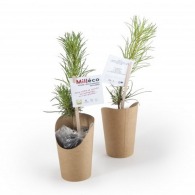 Small pine seedling in a kraft cardboard pot