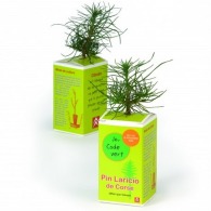Small pine seedling in printed cardboard cube
