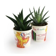 Small cardboard pot for eco-friendly plants