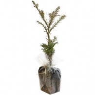 Tree plant in sowing bag - Coniferous