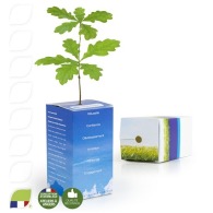 Personalised cube tree plant - small oak plant