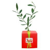 Tree cube plant