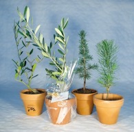 Tree plant in terracotta pot