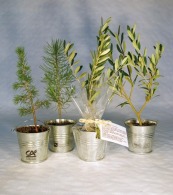 Tree plant in zinc pot