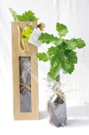 Tree plant in sowing bag - Deciduous trees