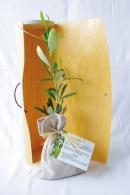 Tree plant in wooden tube