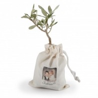 Olive plant in cotton pouch