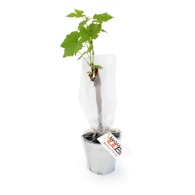 Vine plant in zinc pot 10cm