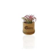 Tillandsia in bamboo pot picture