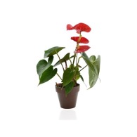 Decorative plant in eco-pot Bamboo- biodegradable 10 cm