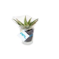 Depolluting plant - glass vase