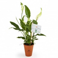 Spathiphyllum - Depolluting pot plant