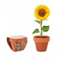 SUNFLOWER - Sunflower seed pot